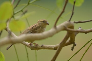 Female birds have light brown body. The top of the body, from the base of the mouth to the middle of the back. With dark brown stripes On the edge or in the water