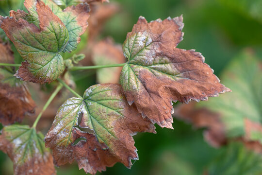blackcurrant leaf damage as symptoms of fusarium wilt