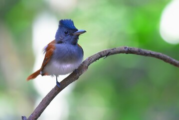 Hairy back The wings and tail are red-brown. The female bird is red with a short tail.