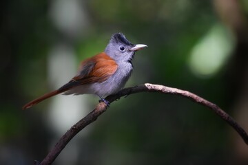 Hairy back The wings and tail are red-brown. The female bird is red with a short tail.