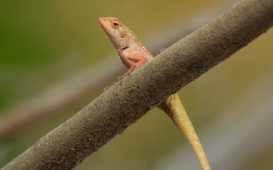 The scales on the tail are large and have ridges. Scales on the stomach The scales on the neck are larger than the stomach scales and have ridges.