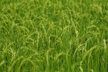 Rice is a cereal which the world population consumes as an important food. Especially in Asia (Pathumthani Rice Researth Center)
