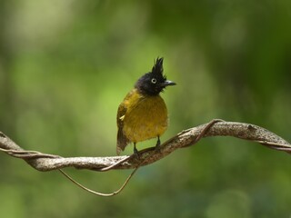 Black head and neck with long crest, white eyes, upper body hair is yellowish brown. The lower body is yellow. Dark yellow tail, habitat in evergreen forest