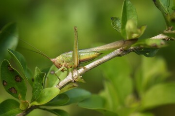 Locusts have tentacles that are relatively short. Most of the time, the tentacles of the locust are shorter than their body size. And have short reproductive organs