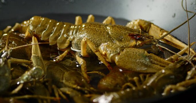 The pot with live crayfish is slowly rotating. 