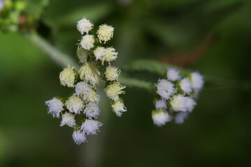 Purple round grass flowers on the grass