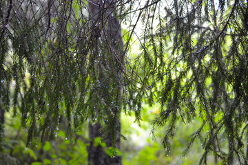 Dense forest in Russia after the rain: spruce branches with raindrops
