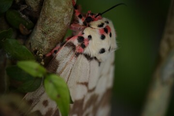 Macro shot White and Black and Green dot Moth, Night Butterfly