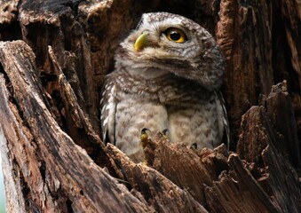 Clear white eyebrows The head is quite flat. Head to the occiput, brown, with small white spots. The upper area which is brown has spots.