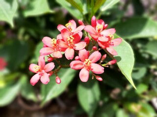 Milkweed plant