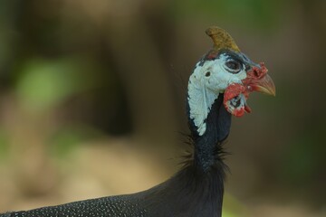 The guinea fowl have a hard-humped crest that looks like they are wearing a metal helmet or helmet, only to feed on the ground or on open grasslands.