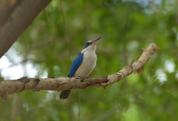 With a head and body above the blue-green color. Around the neck and lower body, white, blue wings, big beak, black top. Bottom, flesh color Having a dual behavior Males and females are very similar.