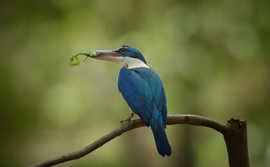With a head and body above the blue-green color. Around the neck and lower body, white, blue wings, big beak, black top. Bottom, flesh color Having a dual behavior Males and females are very similar.