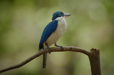 With a head and body above the blue-green color. Around the neck and lower body, white, blue wings, big beak, black top. Bottom, flesh color Having a dual behavior Males and females are very similar.