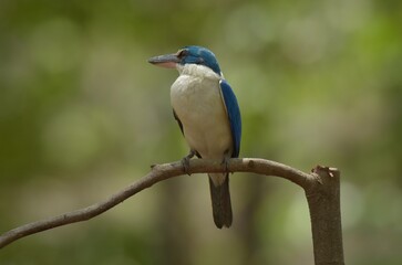Obraz premium With a head and body above the blue-green color. Around the neck and lower body, white, blue wings, big beak, black top. Bottom, flesh color Having a dual behavior Males and females are very similar.