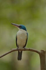With a head and body above the blue-green color. Around the neck and lower body, white, blue wings, big beak, black top. Bottom, flesh color Having a dual behavior Males and females are very similar.