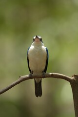 With a head and body above the blue-green color. Around the neck and lower body, white, blue wings, big beak, black top. Bottom, flesh color Having a dual behavior Males and females are very similar.
