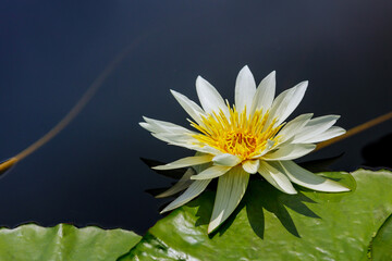 Obraz premium White water lilywith beautiful leaf on water.