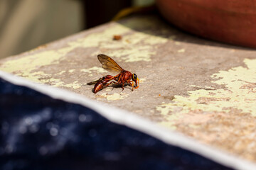 Dead bee on the floor. dead insects