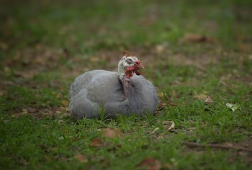 The guinea fowl have a hard-humped crest that looks like they are wearing a metal helmet or helmet, only to feed on the ground or on open grasslands.