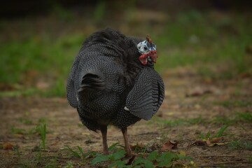 The guinea fowl have a hard-humped crest that looks like they are wearing a metal helmet or helmet, only to feed on the ground or on open grasslands.
