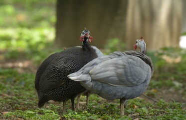 The guinea fowl have a hard-humped crest that looks like they are wearing a metal helmet or helmet, only to feed on the ground or on open grasslands.