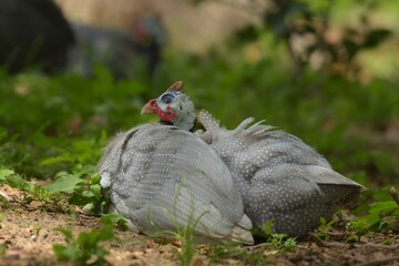 The guinea fowl have a hard-humped crest that looks like they are wearing a metal helmet or helmet, only to feed on the ground or on open grasslands.