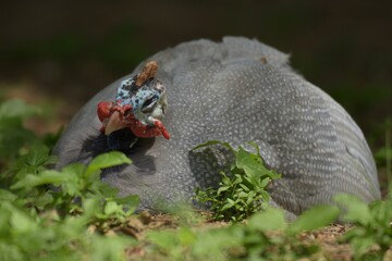 The guinea fowl have a hard-humped crest that looks like they are wearing a metal helmet or helmet, only to feed on the ground or on open grasslands.