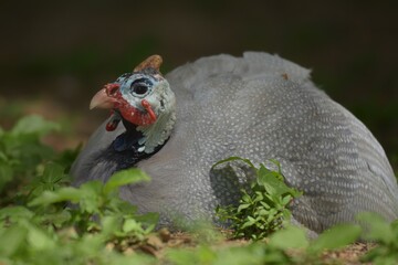 The guinea fowl have a hard-humped crest that looks like they are wearing a metal helmet or helmet, only to feed on the ground or on open grasslands.