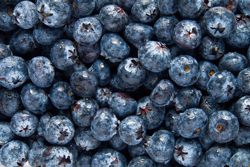 Organic blueberry background. Fresh Bilberries. Close-up background. Background from freshly picked blueberries