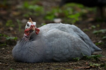 The guinea fowl have a hard-humped crest that looks like they are wearing a metal helmet or helmet, only to feed on the ground or on open grasslands.