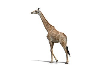 Isolated animal giraffe is a mammal and wildlife in the wild africa safari on white background with clipping path