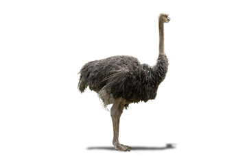Isolated image ostrich is a summer animal in africa portrait beautiful painted on white background with clipping path