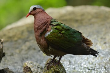 There is hair on the back, fresh green. Straight near the base of the tail, two white stripes across The characteristics of males and females are different. The male has a white forehead and eyebrows.