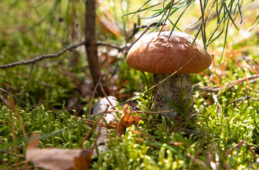 Mushroom hog in the natural environment - forest. Sunny weather.