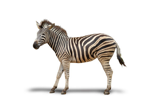 Isolated image zebra is an african animal or wild animal living in the wild mammal white background with clipping path