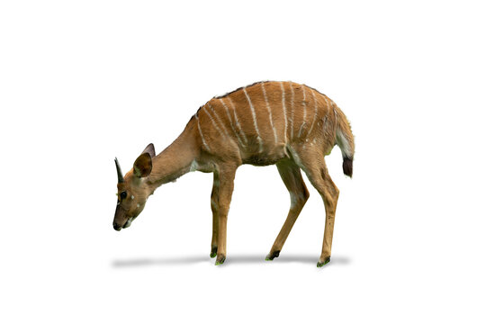 Isolated image deer with horns living in african zoo and south africa animal white background with clipping path