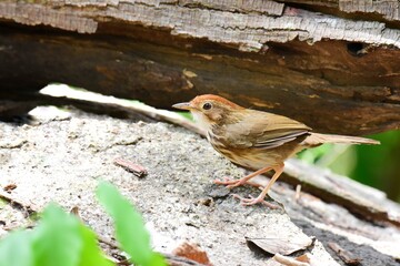 Forehead to occiput, dark red brown White or brown eyebrows, face body. The underside is white with large stripes, greenish brown. Body above, greenish