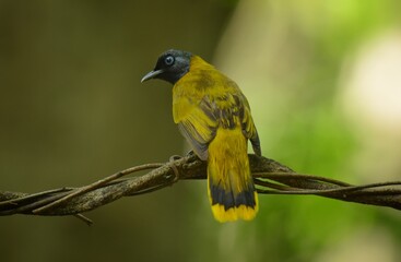 Its head and neck are black, with no crest, blue eyes, upper body and yellowish green breast. The lower body and rump are bright yellow, yellow wings, black wing feathers