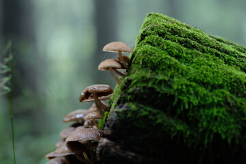 秋山の実り。森のキノコ。Mushroom In The Forest, autumn time Japan