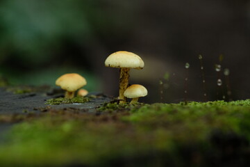 秋山の実り。森のキノコ。Mushroom In The Forest, autumn time Japan