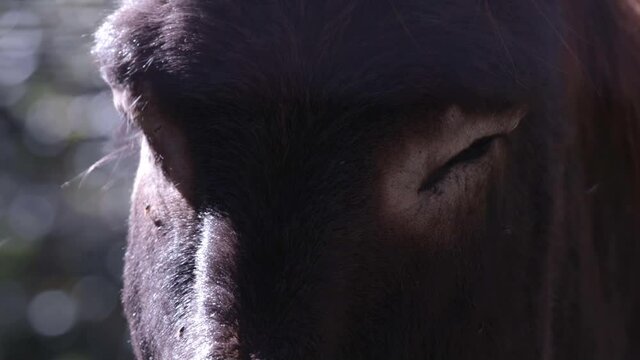 Pan from a donkey eyes to his muzzle.