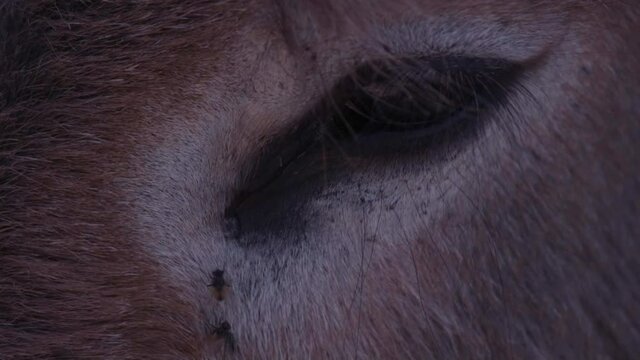 Extreme close-up of a donkey's eyes. With flyes all around.