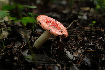 秋山の実り。森のキノコ。Mushroom In The Forest, autumn time Japan