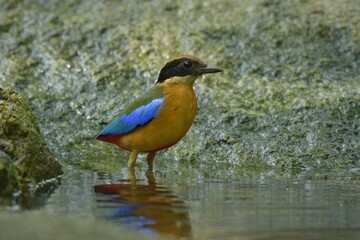 The black head above the eyes has a wide brown stripe. Green top body The feathers covering the wings of the rump and the top of the tail are bright blue. The underside of the body is reddish brown