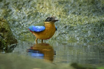 The black head above the eyes has a wide brown stripe. Green top body The feathers covering the wings of the rump and the top of the tail are bright blue. The underside of the body is reddish brown