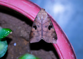 close up of wings of unknown insect sitting on pot at night 