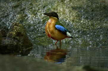 The black head above the eyes has a wide brown stripe. Green top body The feathers covering the wings of the rump and the top of the tail are bright blue. The underside of the body is reddish brown