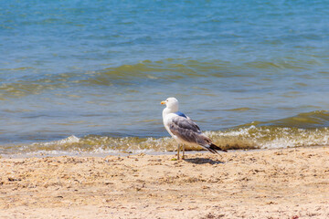 Seagull on a sandy beach of the Black sea