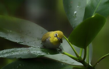 Yellow forehead The head and body are yellowish green. Yellow neck and buttocks Classified from white-eyed birds with a green back in the middle of the belly are yellow or fawn.